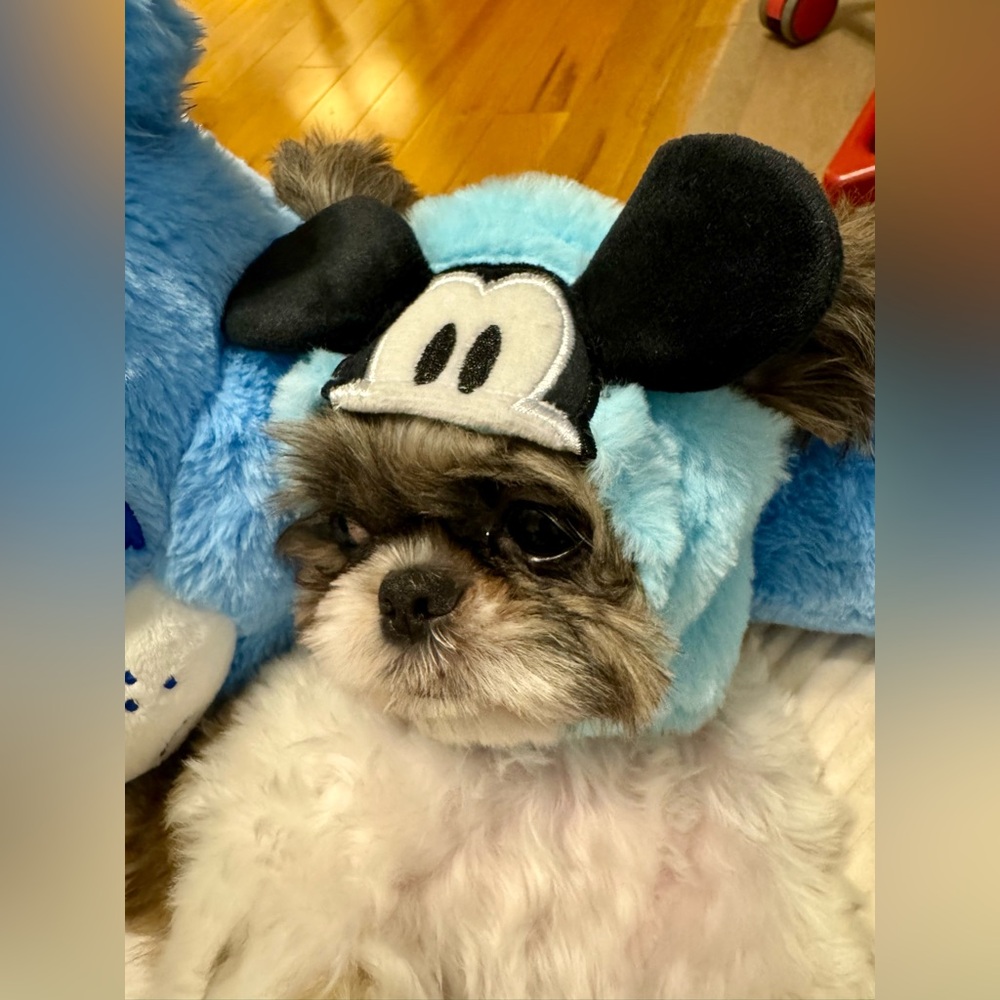 Mickey Mouse Hoodie. Hat for your pet - cat, or dog. Disney Mickey Mouse - Picture 3 of 14
